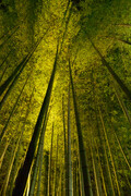 Bamboo at Night