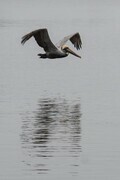 Pelican Flight