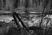 Near Roe Lake