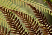 Two-toned Ferns