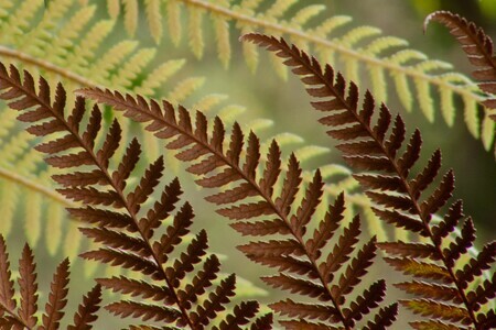 Two-toned Ferns
