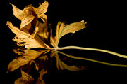 Leaf Reflection